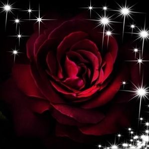 Meet your Posher, Rose